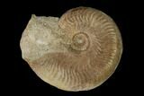 Aalenian Ammonite (Ludwigia) Fossil - France #152744-1